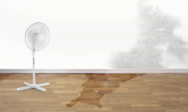 Best Basement water damage restoration  in Indiana, PA